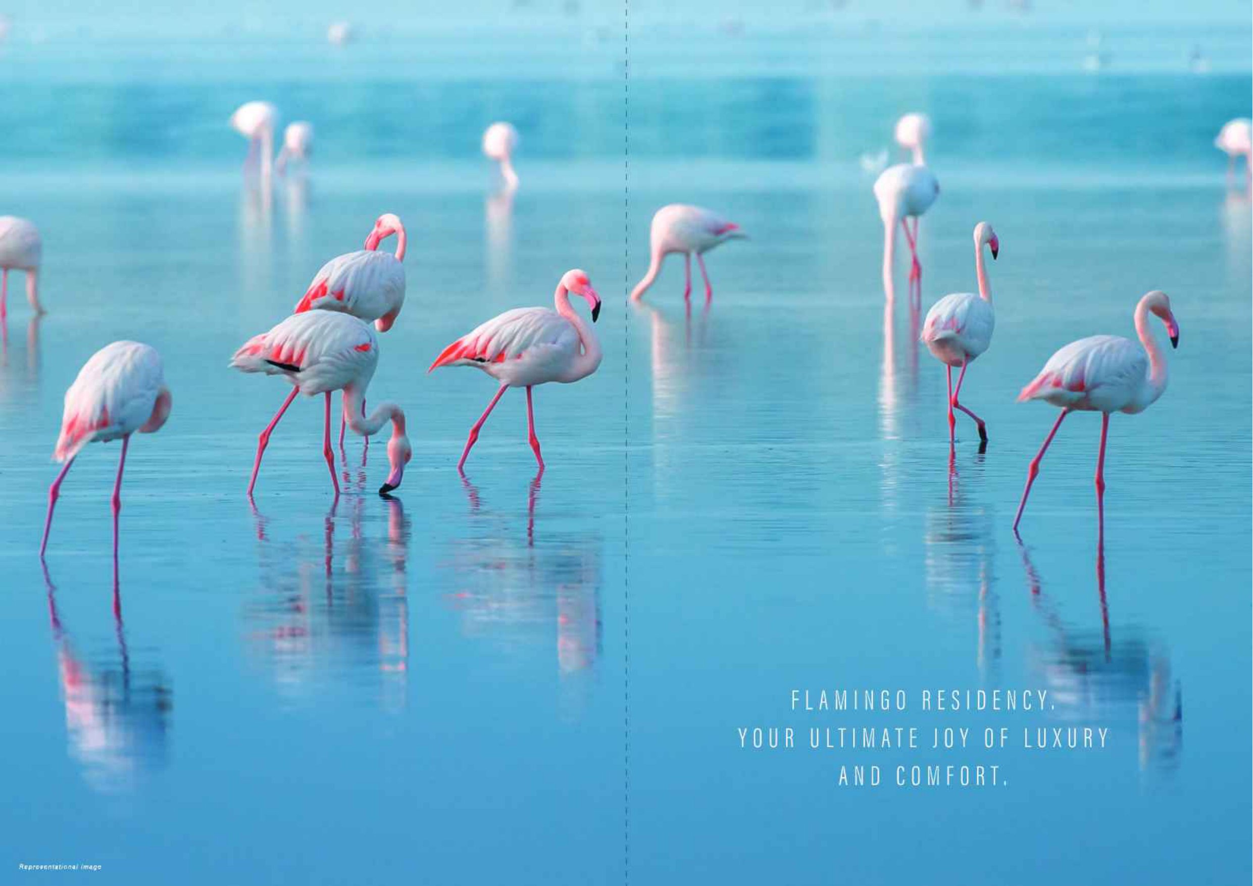 Shantee Flamingo Residency